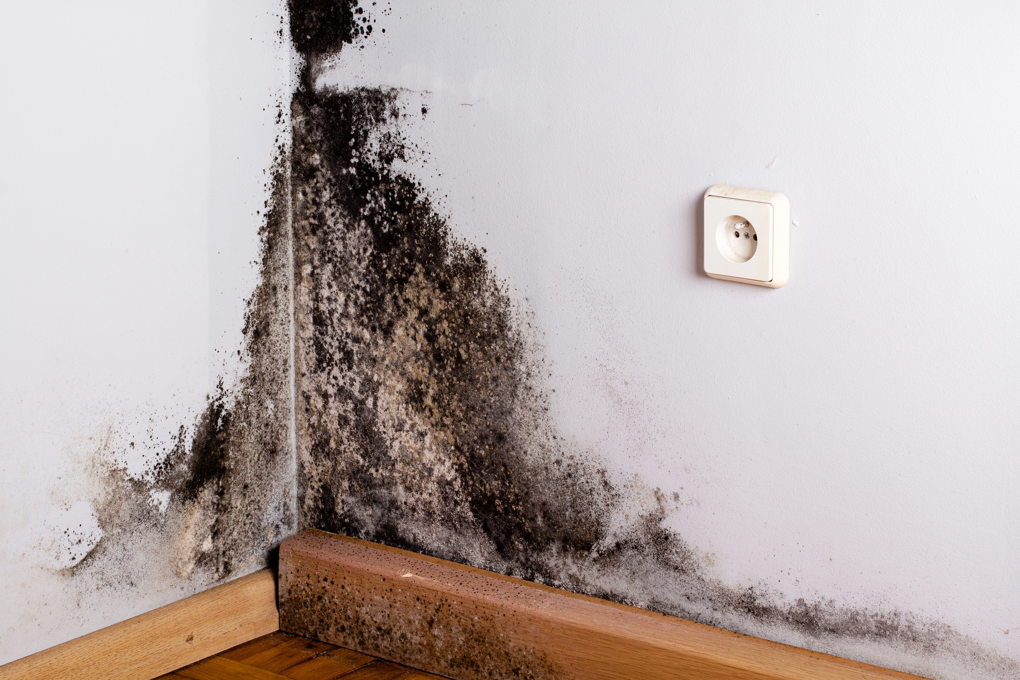 Black mold on wall